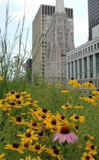 wildflowers on a green roof