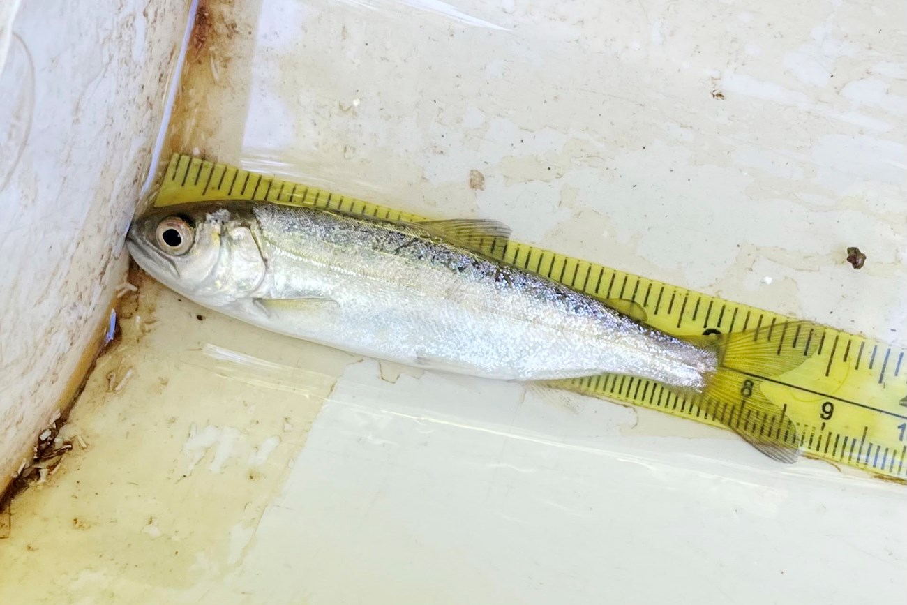 Chinook smolt Silvery fish without spots or dark fin tips measuring 81mm from mouth to tail tip.
