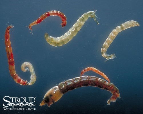 Seven worm-like insects of different colors (red, white, brown) with segmented bodies underwater