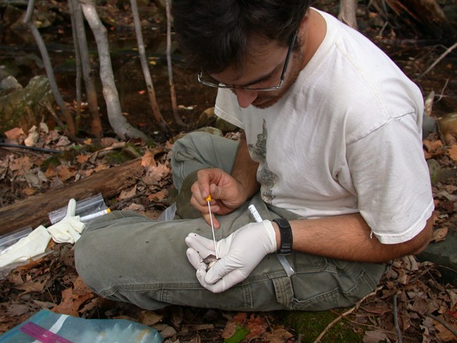 A man sits on the forest floor holding a small amphibian in a gloved hand and using the other hand to carefully use a swab to collect DNA.