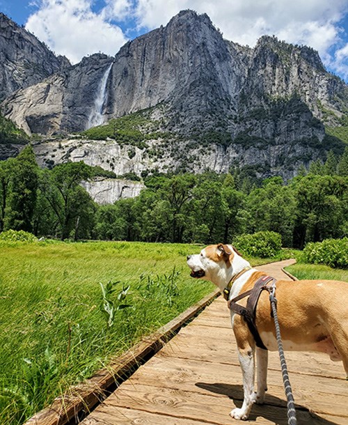 Dog on boardwalk in Cooks Meadow Dog on boardwalk in Cooks Meadow
