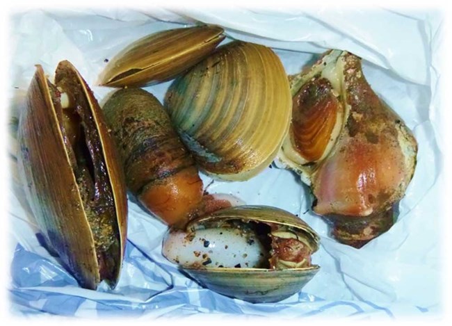 clams_web Clams collected from the sea.