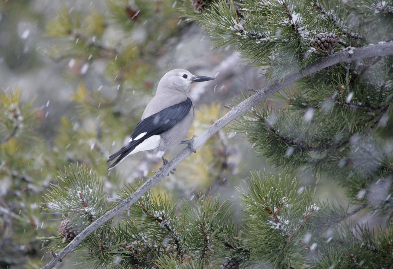 a Clark's nutcracker with long black beak and black tipped wings perches on a branch in the snow