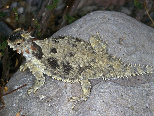Coastal horned lizard on rock Coastal horned lizard on rock