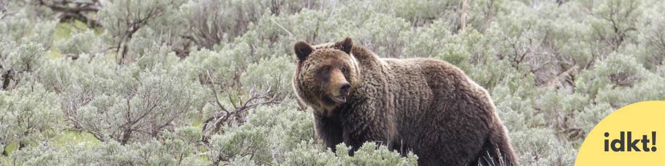 Getting Comfortable in Bear Country a title banner for I Didn't Know That! Getting Comfortable in Bear country with image of a bear