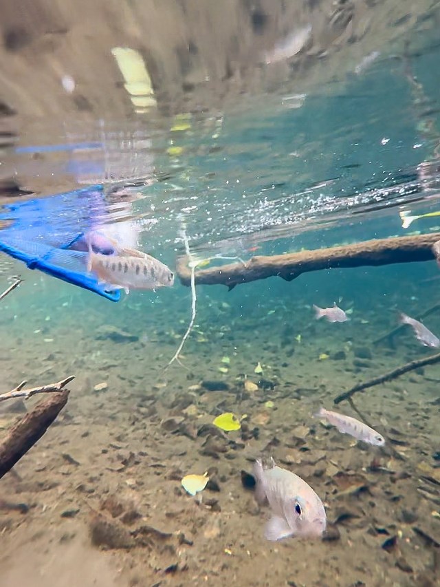 Juvenile coho release Underwater photo of a half-dozen small, silvery fish swimming out of a half-submerged little blue net into a creek pool..