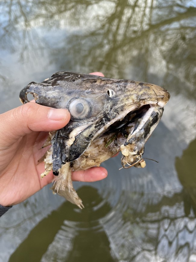 Hand holding a partial coho salmon carcass--a piece of a head--over a flowing creek.