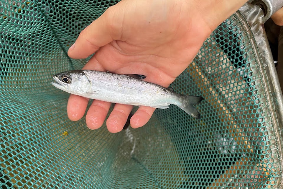coho-smolt-2022 Hand scooping a silvery fish with large eyes and dark fin tips out of a net.
