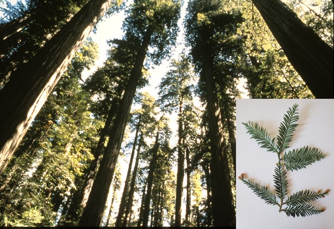 Looking up at coast redwood tree canopy with inset of close up redwood leaves.