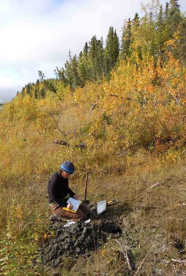 A woman collects data on an archaeological dig on a stream-side slope in the fall.