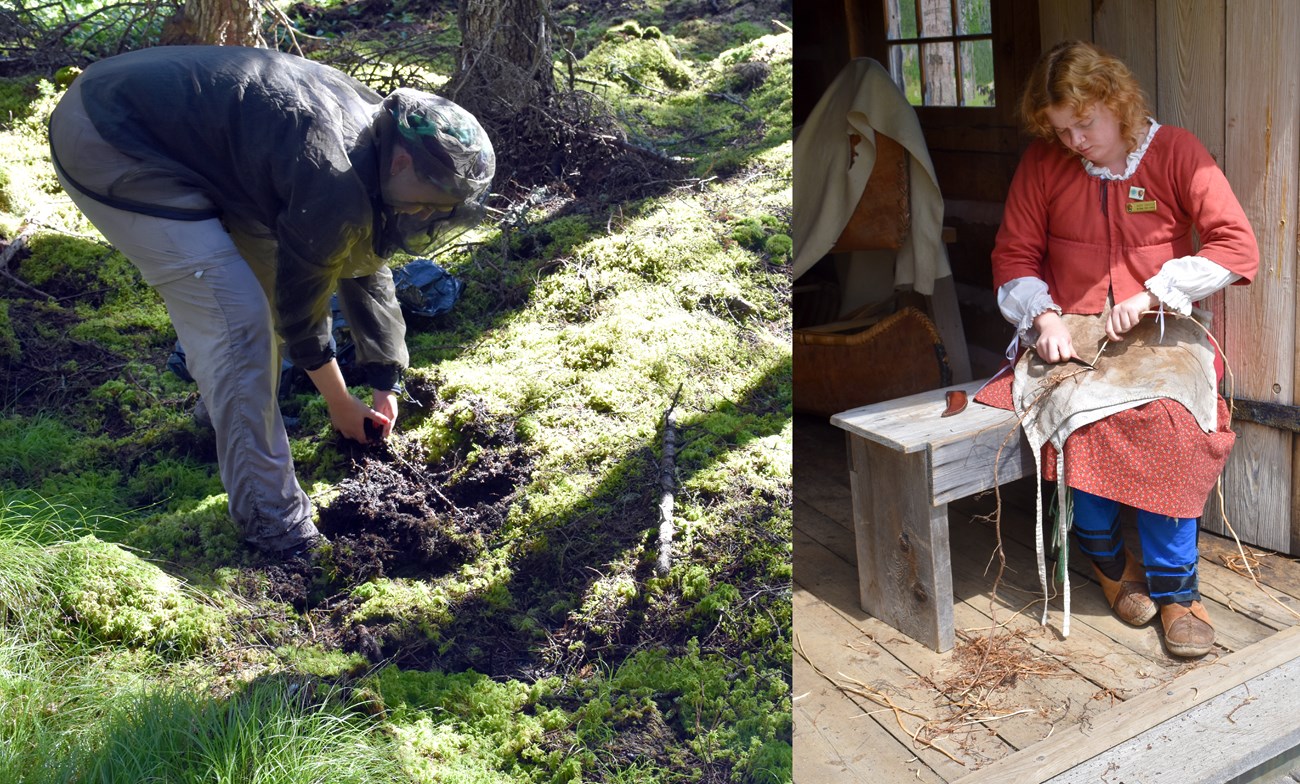 Spruce root One person pulling root from a bog and one person scraping bark from root.