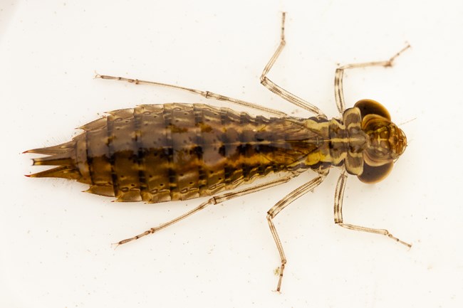 Flat, brown aquatic insect with 6 legs and oval body.