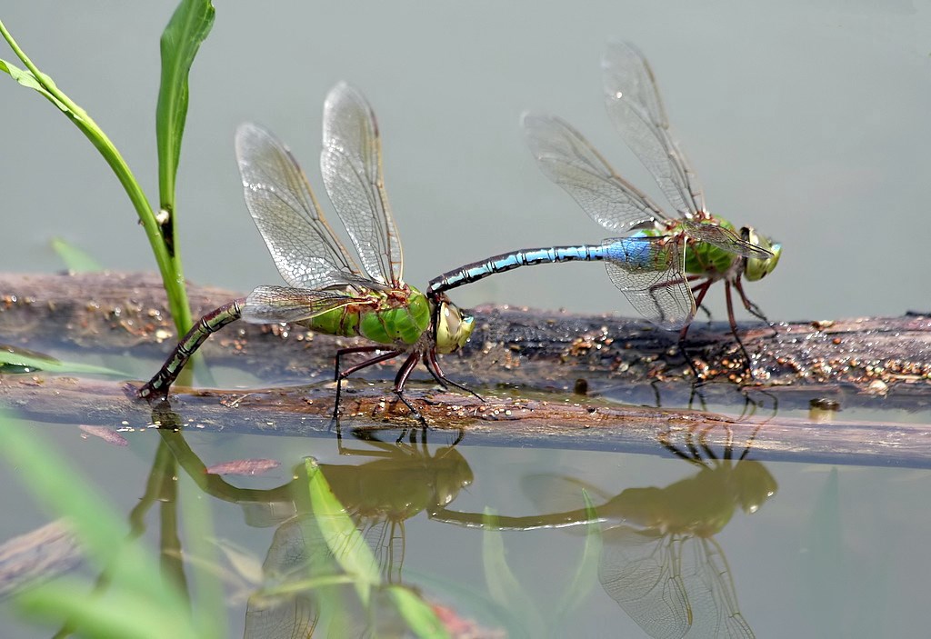 Two dragonflies, connected head to tail. Greenish brown one has tail in water.