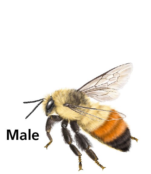 illustration of a male bee