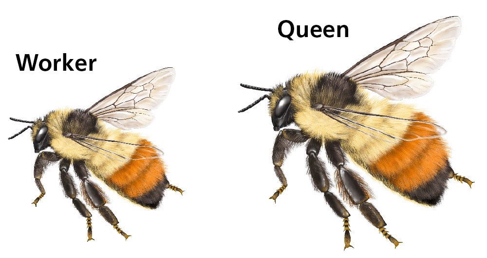 illustration of a queen bee and somewhat smaller worker bee