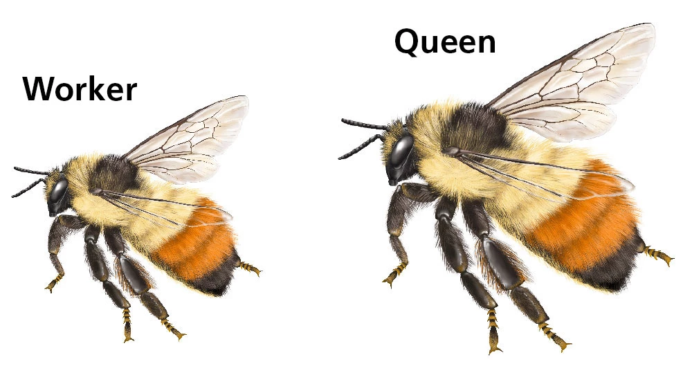 worker-male-queen-bees illustration of a queen bee and somewhat smaller worker bee