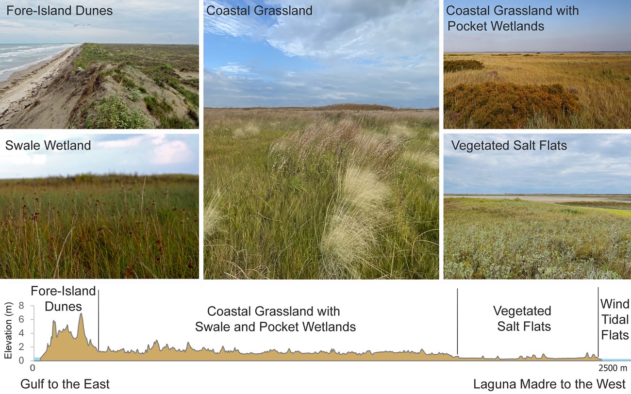 plant communities along a transect from East to West across the island
