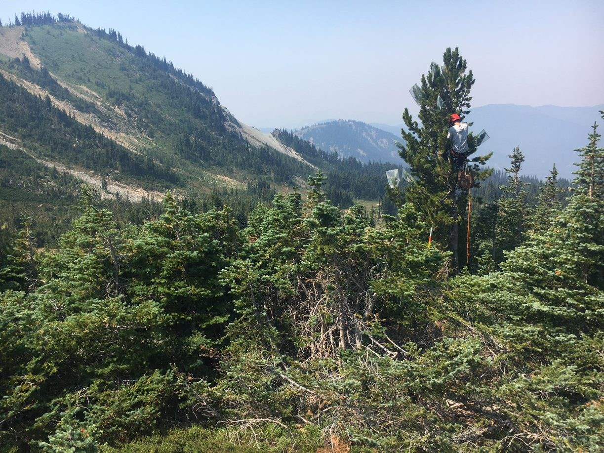 Mount Rainier National Park A person climbs a coniferous tree placing protective coverings over developing cones