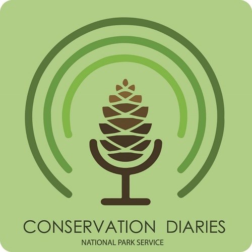 conservation diaries podcast graphic of a microphone made out of a pine nut with the title: conservation diaries