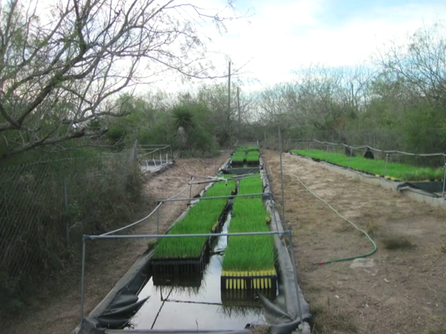 Reintroduction of gulf cordgrass, part of the core battlefield. Containers of grass plugs lay along trench lines awaiting planting.
