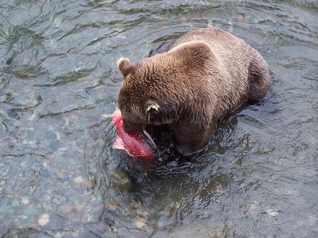 contaminants-paper-bear-photo_web A brown bear eating a red salmon in a river.