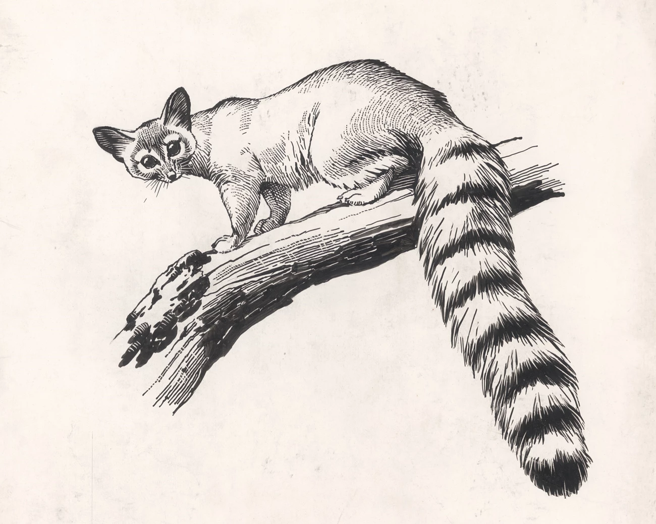 Ringtail Pen-and-ink drawing of a ringtail on a tree branch