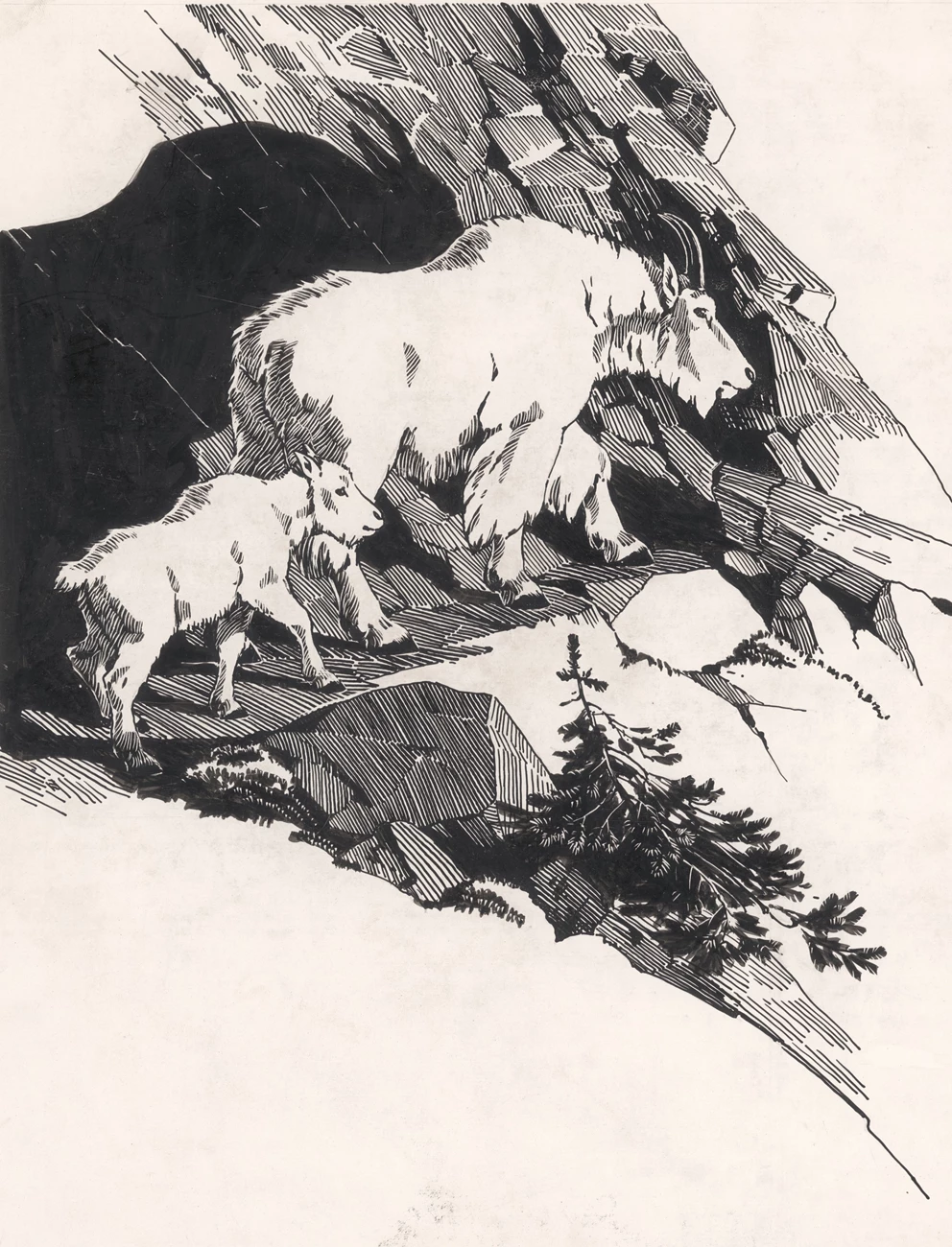 Mountain goats Pen-and-ink drawing of a mountain goat and kid walking up a mountain