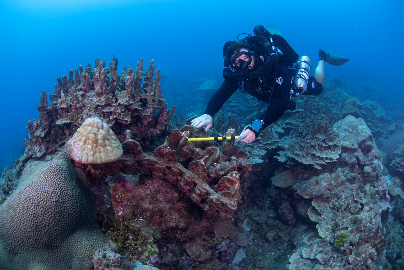 Diver next to coral