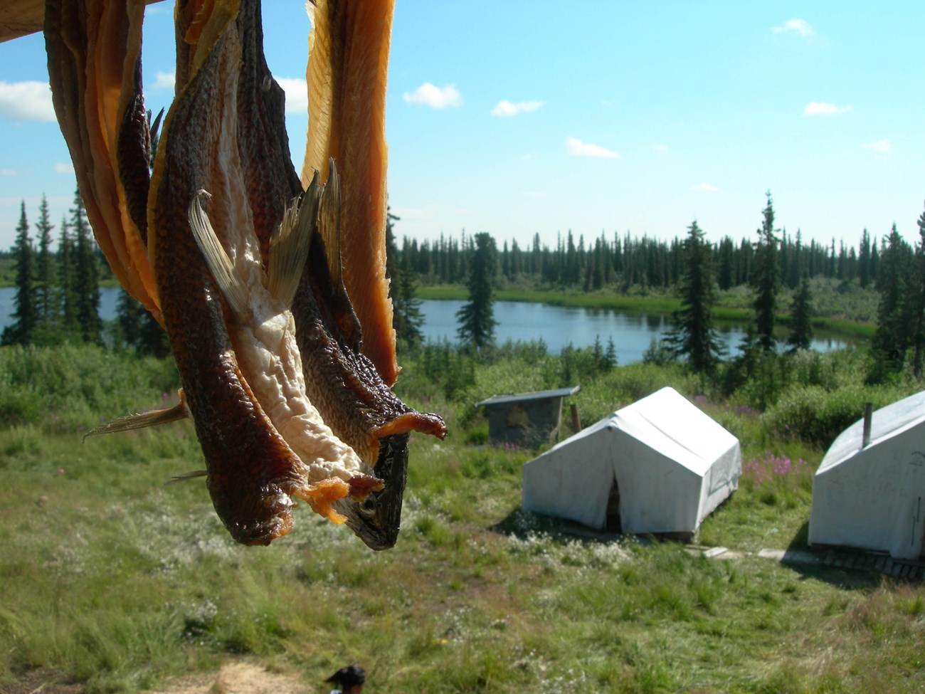 Dried whitefish Dried fish hanging in the sun overlooking tents in a forest clearing near a lake