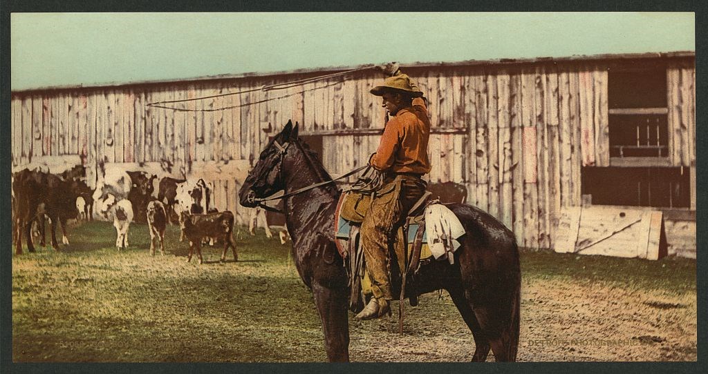 Cowboy throwing lariat, 1898-1905.