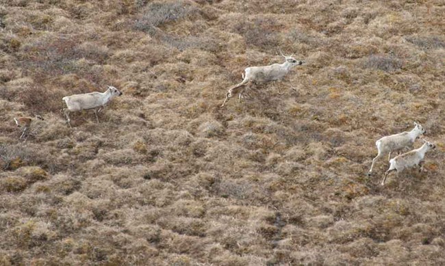 cows-calves_KyleJoly_web Caribou calves run in the tundra with their new calves.