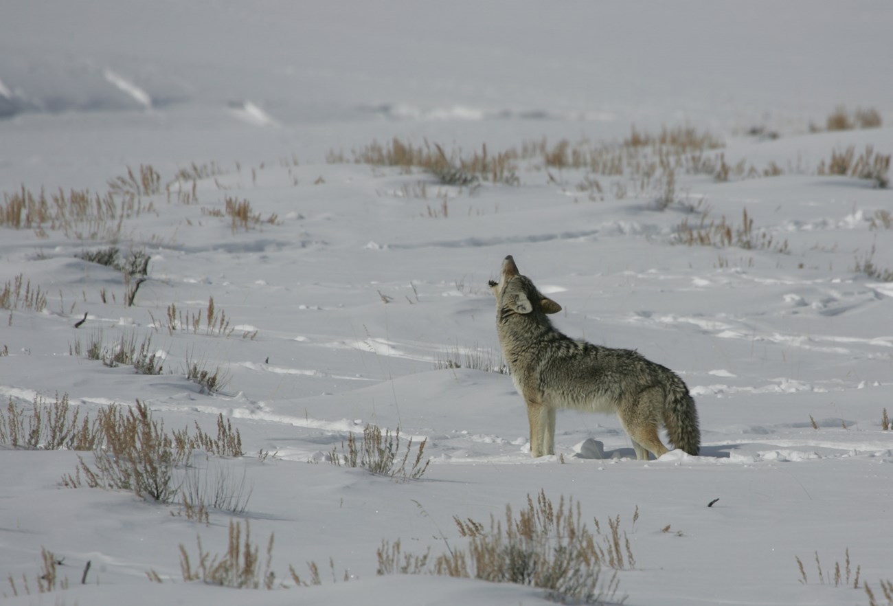 coyote howling in Yellowstone a coyote howls in the snow