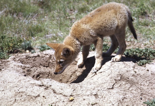 A coyote pup peeks into a prairie dog burrow looking for food.