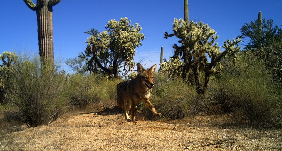 Coyote at Saguaro National Park A brown and gray coyote walking through a desert with cacti and shrubs. The remote camera caught the coyote mid-walk with its left front leg in the air.