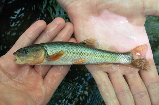 A silver fish with orange fins laying across two hands