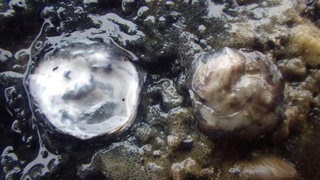 Olympia oysters Two tiny molluscs.