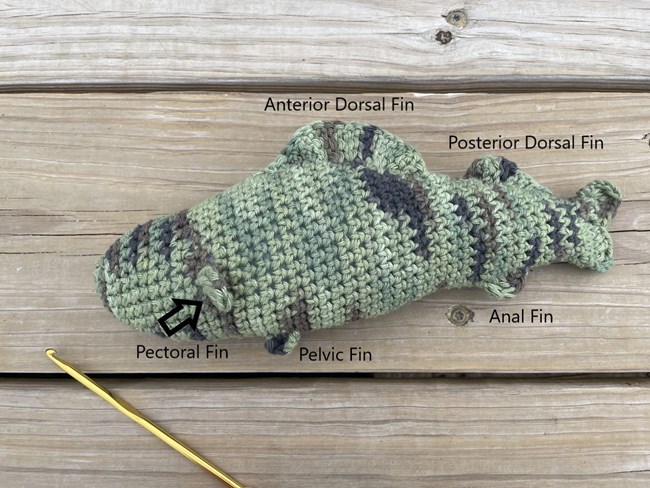 Crocheted fish laying on a wooden board. Fish fins are labeled. Top front fin 'anterior dorsal fin' top back fin 'posterior dorsal fin' side fin 'pectoral fin' front bottom fin 'pelvic fin' back bottom fin 'anal fin'.