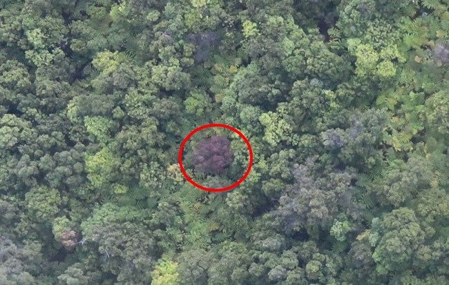 Aerial view of forest with a red circle showing a ROD-infected tree