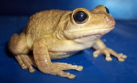 Cuban treefrog frog