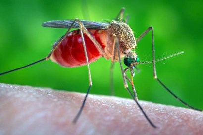 A reddish brown mosquito stands on human skin with a green background.