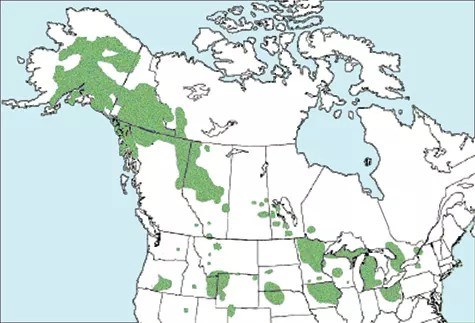 Map showing range of trumpeter swan. Highlighted areas include parts of Alaska, western Canada, Oregon, Idaho, Nevada, Kansas, Nebraska, Minnesota, Iowa, Wisconsin, Michigan, Ohio, and New York