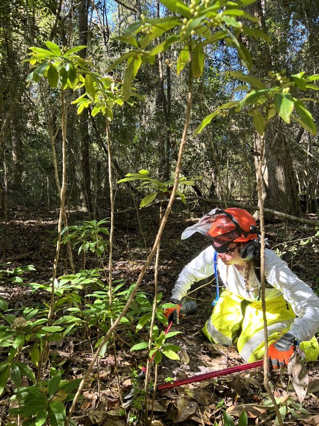 Person wearing safety gear uses clippers to cut invasive plants in a forest