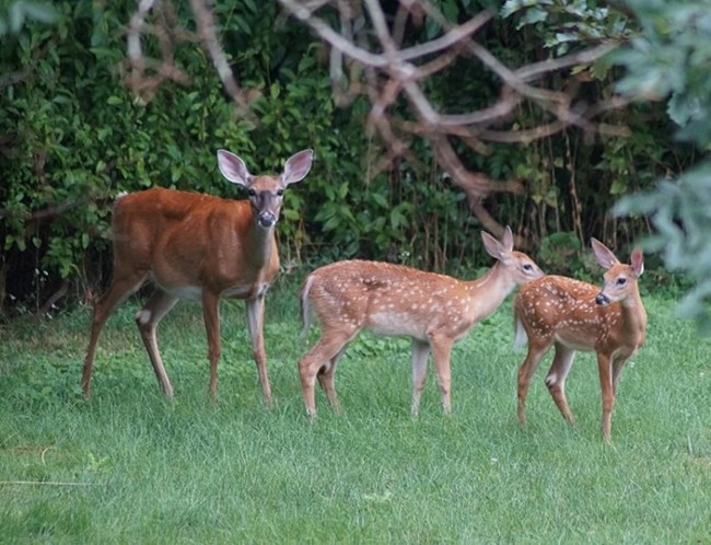 Photo of three deer in a grassy area next to the forest. The two young deer still have their white spots. Photo of three deer in a grassy area next to the forest. The two young deer still have their white spots.