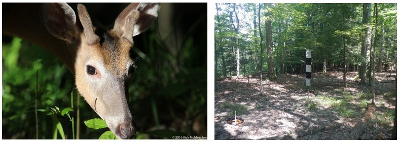 Left photo- A young male deer leans into the sunlight to browse on plants, while its ears, neck, and body are in the shade. Right photo- A location in the forest that has few plants on the ground and for several feet above the ground. Left photo- A young male deer leans into the sunlight to browse on plants, while its ears, neck, and body are in the shade. Right photo- A location in the forest that has few plants on the ground and for several feet above the ground.
