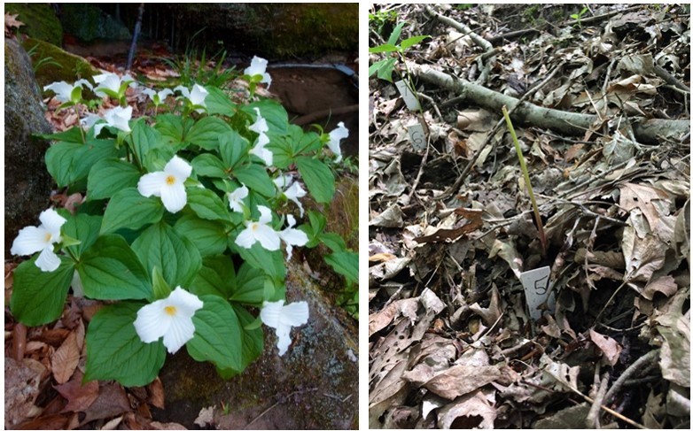 (Left photo): A low-growing clump of plants; the leaves are green, and the flowers, with three petals, are bright white with yellow centers. Right photo- A short green stem with no leaves or flower; an identification tag is nearby. (Left photo): A low-growing clump of plants; the leaves are green, and the flowers, with three petals, are bright white with yellow centers. Right photo- A short green stem with no leaves or flower; an identification tag is nearby.