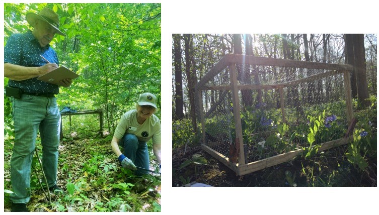 left photo- two people collect data in the forest; one is standing and writing on a clipboard, while the other measures plants on the forest floor. Right photo- A trillium exclosure (a wooden frame with metal mesh sides) in the forest. left photo- two people collect data in the forest; one is standing and writing on a clipboard, while the other measures plants on the forest floor. Right photo- A trillium exclosure (a wooden frame with metal mesh sides) in the forest.