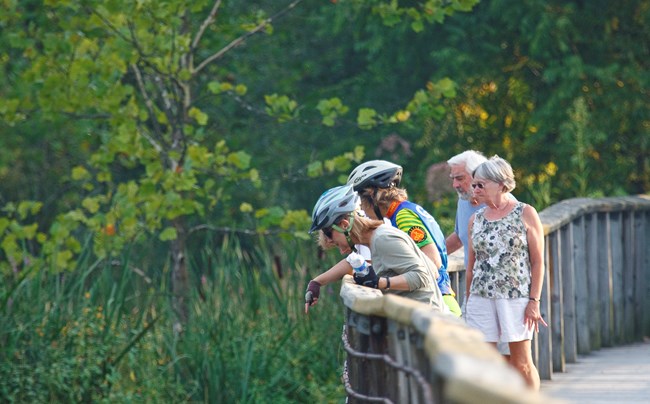 Five people, two wearing bike helmets, peer down over the railing of a wooden boardwalk; green cattails and trees in the background.