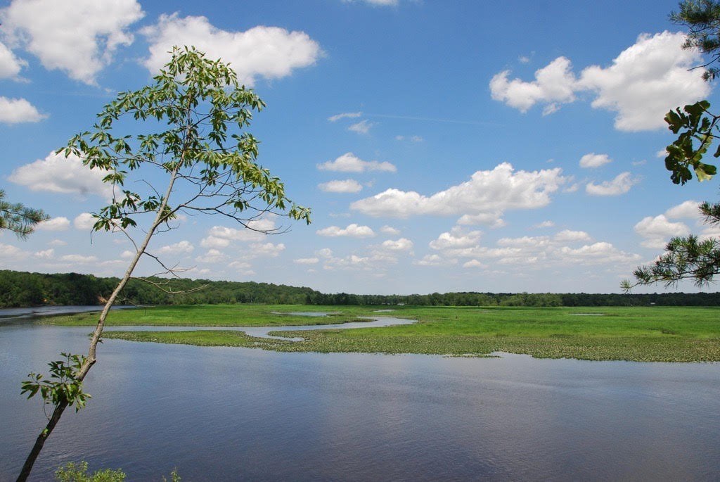 This photo is taken from The Nature Conservancy’s flagship Maurice River Bluff Preserve. On the opposite side of the river is the Natural Land’s Peek Preserve.  Photo courtesy of CU Maurice River.