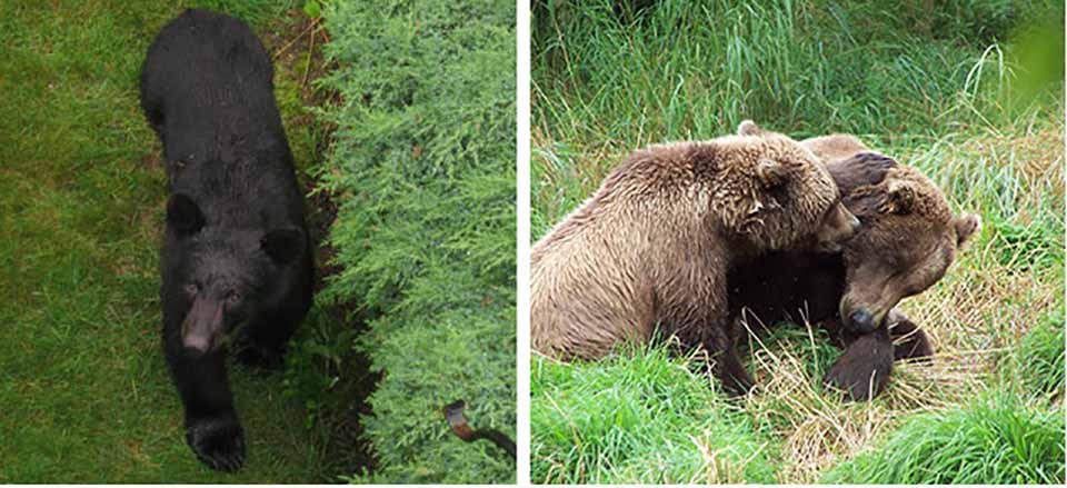 Two images side by side; a black bear on the left and two brown bears playing on the right.