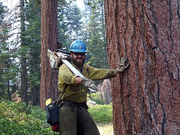 Dan Holmes Dan Holmes in personal protective equipment holding a chainsaw and leaning against a very large tree.
